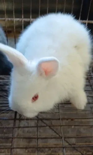 Mini Coelho