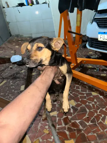Doação de cachorro 