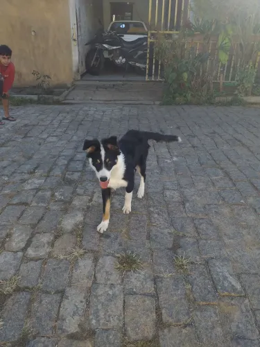 Cachorro boder cole