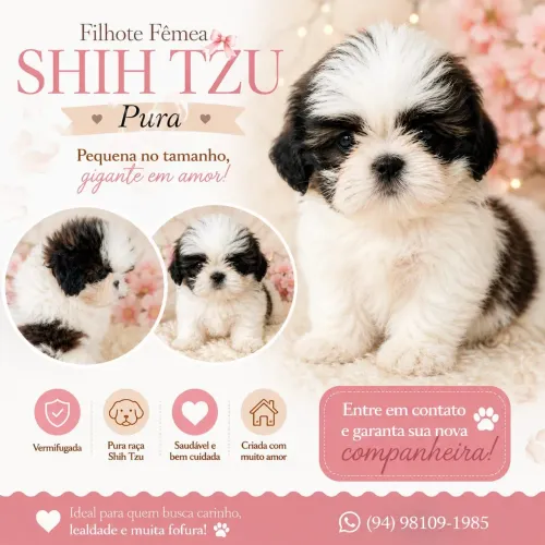 Shih tzu fêmea 