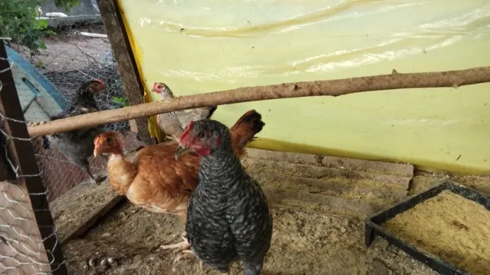 Galinhas e frangos