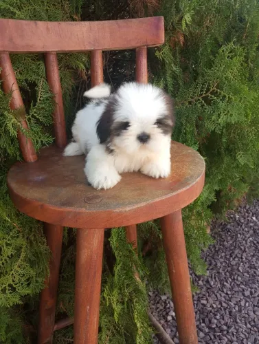 Filhote de Shihtzu 
