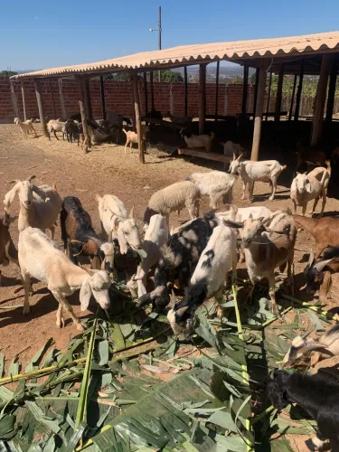 Cabras e bodes 