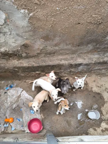 Doação de filhotes de cachorro