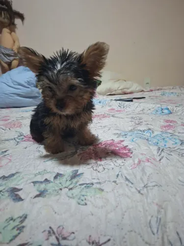 Filhotes de Yorkshire Terrier (Macho e Fêmea) 