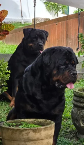 Filhotes de Rottweiler 