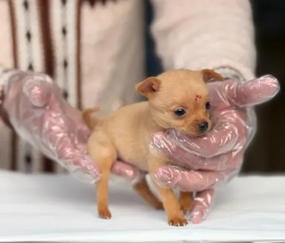 Pinscher miniatura - Segurança, Credibilidade e Compromisso com Cada Cliente