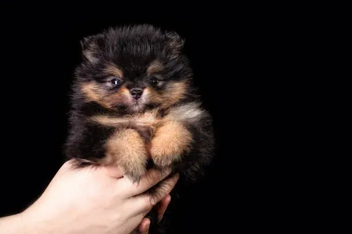 Lulu da Pomerânia Filhote Uma Fofura Para Fazer Parte da Sua História