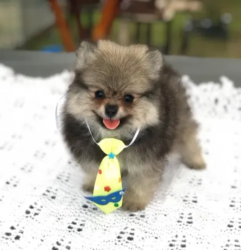 Spitz Alemão Anão Contrato de Compra e Venda - Filhotes Disponiveis a Pronta Entrega