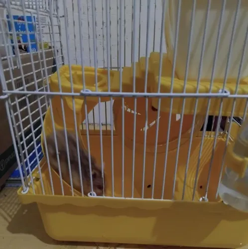 Hamister