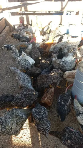 Frangos caipiras carijó 