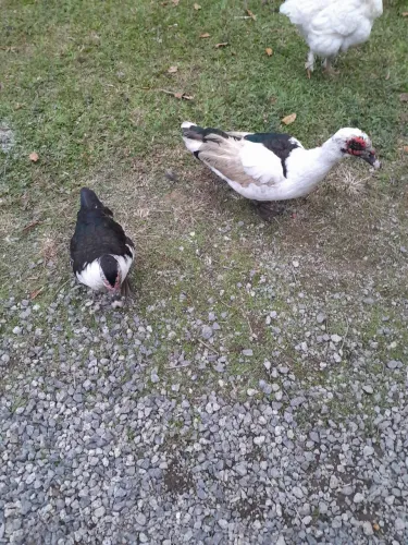 Casal de patos