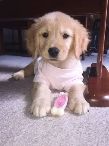 Filhote de Golden Retriever O Amigo Perfeito Para Todos os Momentos
