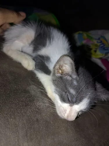 Doação de gato macho