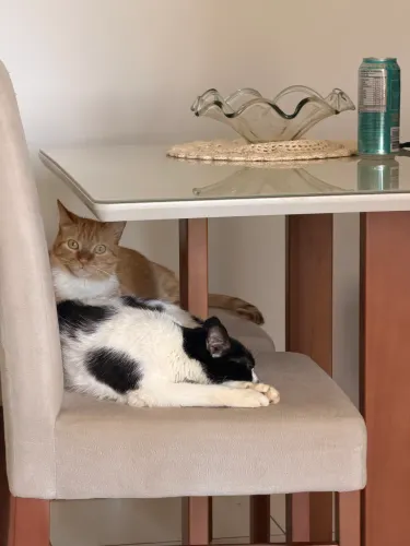 DOAÇÃO DE GATINHOS