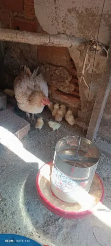 Pintinhos de garnisé