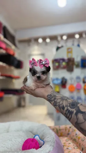 Shih Tzu Fêmea 10x R$200
