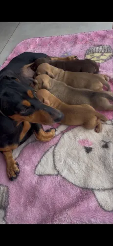 Filhotes de dachshund vulgo salsichinha/cofap