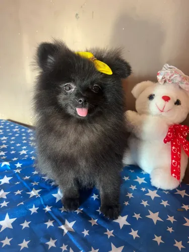 Linda bebê black, com as 3 doses da vacina importada