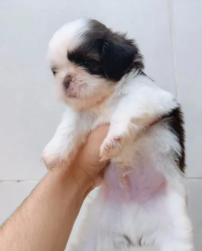 Shih Tzu micro chocolate(focinho marrom e olhos claros)