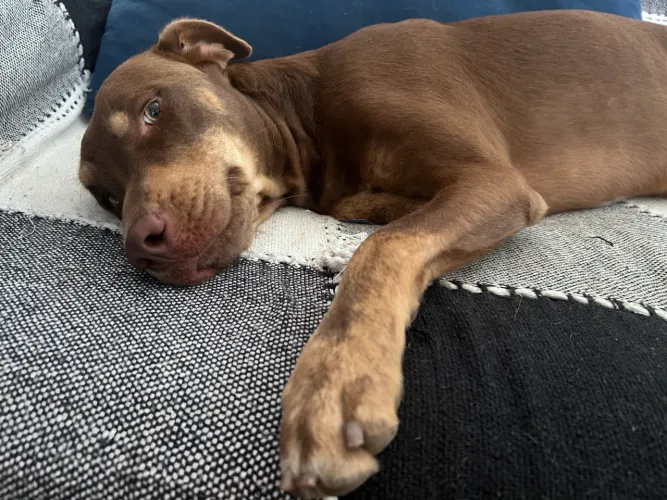Doação de cachorros lindos