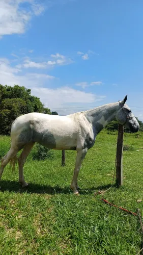 Egua marchadeira