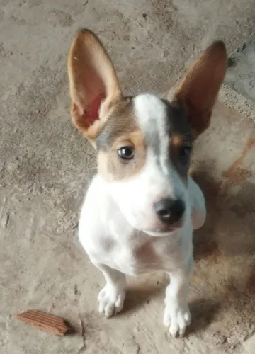 Cachorro para adoção 