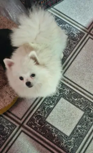 Lulu da pomerânia fêmea