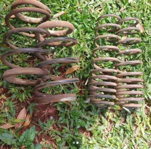 Molas esportivas