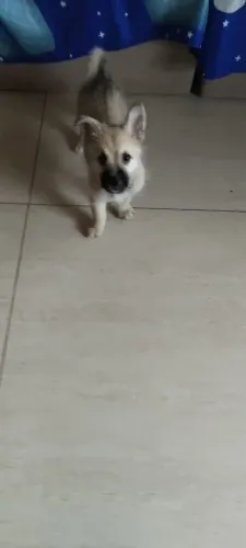 Doação de cachorro