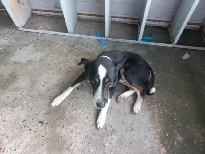Cachorro macho doação 