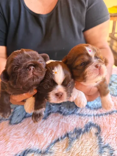 FILHOTE SHIH TZU 