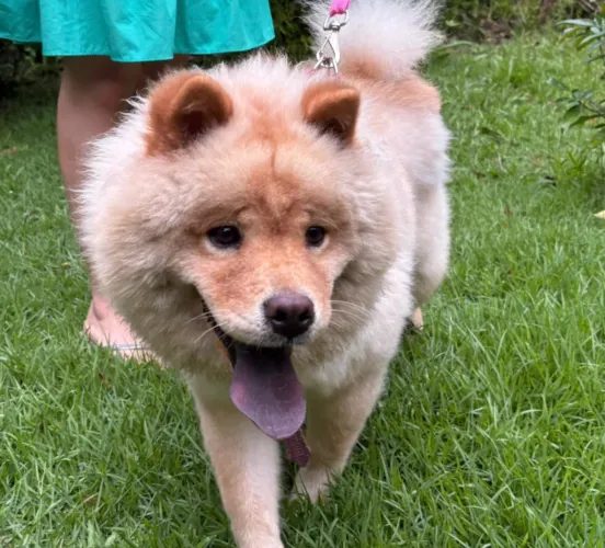 Vende-se Chow Chow Fêmea - 1 Ano de Idade