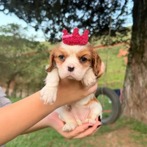 CAVALIER KING CHARLES SPANIEL ALTO PADRÃO!!!