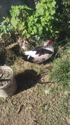 Vendo pato e filhotes 