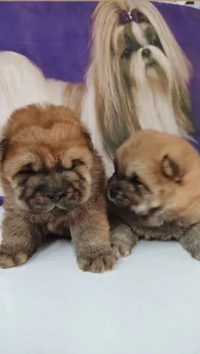 Chow Chow americano 