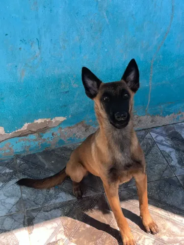 Pastor malinois 