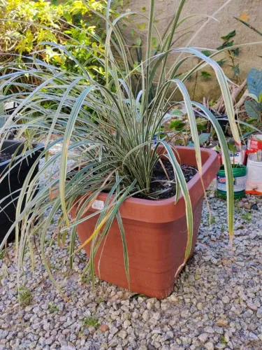 Daniella variegata