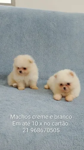 Spitz Alemão branco