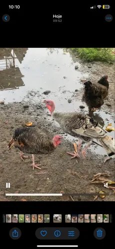 Perus disponíveis para venda