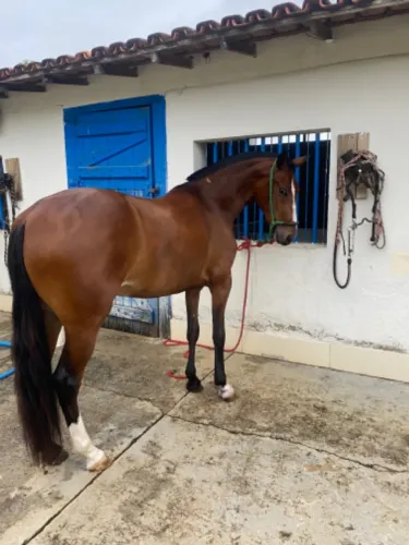 Potra Mangalarga Marchador 