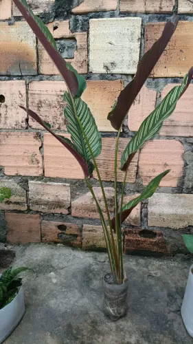Plantas (Comigo Ninguém Pode, Espada De São Jorge E Maranta.