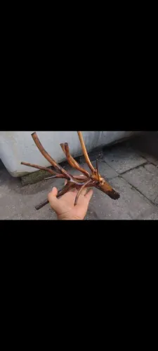 Ornamentação para aquários 