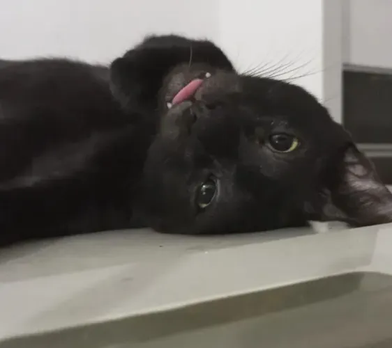 Adoção Gato Preto 