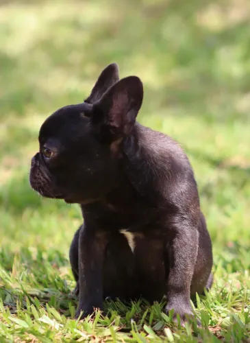 Bulldog Francês NÃO EXÓTICO