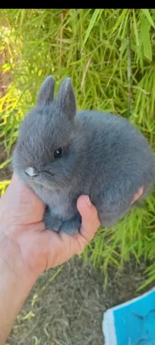 Mini coelho anão de netherland femea 