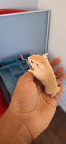 Gerbil (esquilo da mangolia) Macho