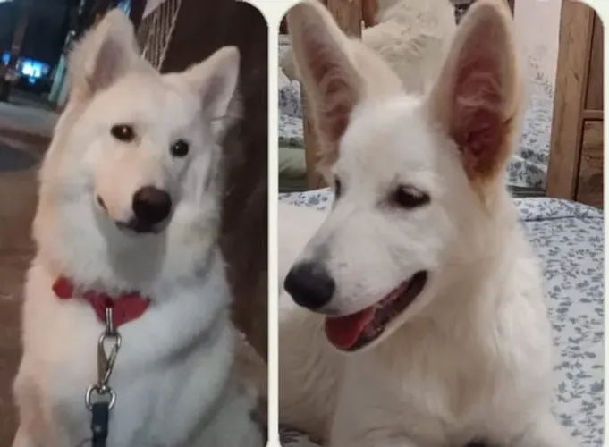 Vende-se filhotes de cachorros da raça Pastor Suíço 