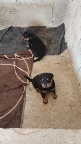 Cachorro filhote rottweiler fémia filhote