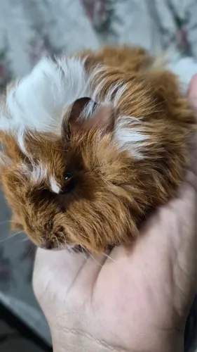 Porquinho da Índia